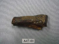 藏品(虎掌骨上端關節)的圖片